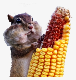Ardilla Comiendo Maiz - Full Hd 4k Animales, HD Png Download, Transparent PNG