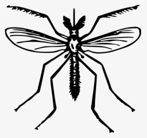 Animal, Fly, Insect, Mosquito - Clip Art Of Mosquito, HD Png Download, Transparent PNG