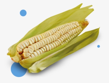 Corn - Alimentos Nativos De Ecuador, HD Png Download, Transparent PNG