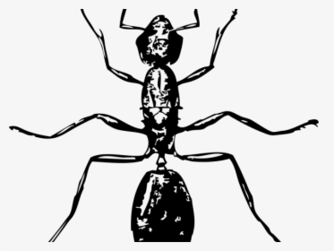Ant Clipart Carpenter Ant - Ant Clip Art, HD Png Download, Transparent PNG