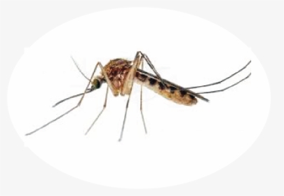 Transparent House Fly Png - Mosquito Dengue White Background, Png Download, Transparent PNG