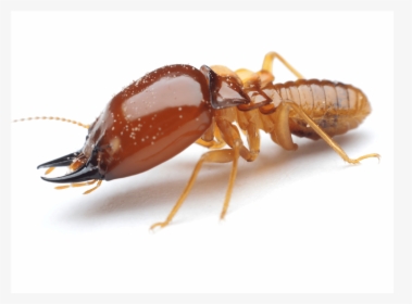 Termite Insect, HD Png Download, Transparent PNG