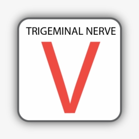 Cranial Nerve V, HD Png Download, Transparent PNG