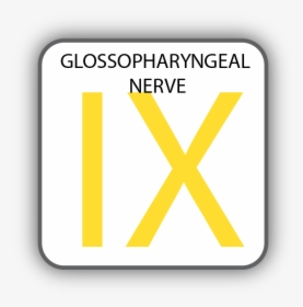 Cranial Nerve Ix, HD Png Download, Transparent PNG