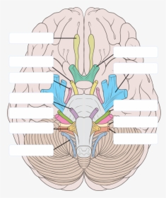 Transparent Nervous Clipart - 12 Cranial Nerves Unlabeled, HD Png Download, Transparent PNG