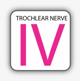 Cranial Nerve Iv, HD Png Download, Transparent PNG