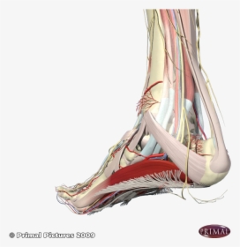 Nerves Associated With The Heel And Arch - Foot Arch Muscle Anatomy, HD Png Download, Transparent PNG