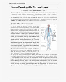 Nervous System Diagram, HD Png Download, Transparent PNG
