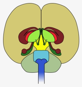 Brain Frontal View Cortex, HD Png Download, Transparent PNG