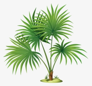 Palm Plant Clipart, HD Png Download, Transparent PNG