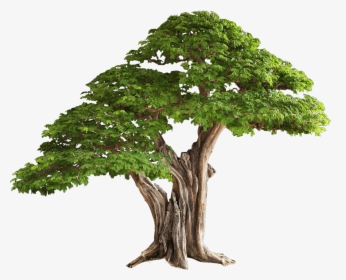 Bonsai Tree Png - Plant Tissue In Hindi, Transparent Png, Transparent PNG