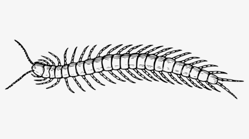 Drawing Sasuke Sketch - Centipede Black And White, HD Png Download, Transparent PNG