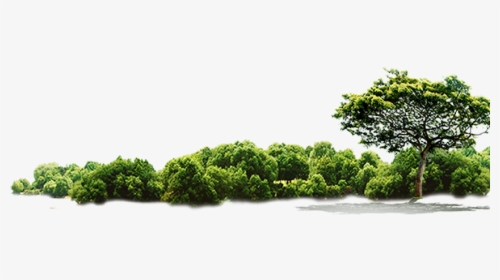 Green Tree Jungle Hd Image Free Png Clipart - Jungle Tree Png Free, Transparent Png, Transparent PNG