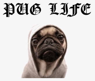 Pug Life Png File - Pug, Transparent Png, Transparent PNG