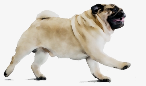 Puggle Dog Breed Beagle Companion Dog - Pug On Diet, HD Png Download, Transparent PNG