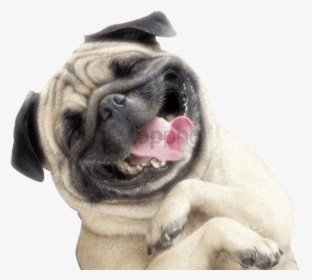 Smile Image With Transparent - Happy Dog Png Transparent, Png Download, Transparent PNG