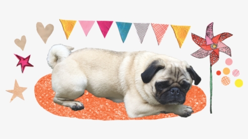 Pug, HD Png Download, Transparent PNG