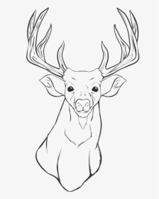 Deer Head Coloring Pages - Drawing Of Deer Heads, HD Png Download, Transparent PNG