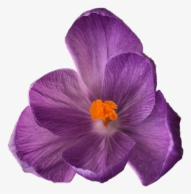 Clip Art Crocus Is A Genus - Flowers On Clear Background, HD Png Download, Transparent PNG
