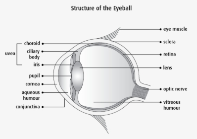 Eye Muscle Png - Clear Structure Of Eye, Transparent Png, Transparent PNG