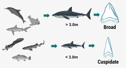 Great White Shark Food Chain, HD Png Download, Transparent PNG