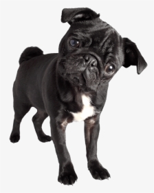 Black Pug Png - Black Pug Images Png, Transparent Png, Transparent PNG