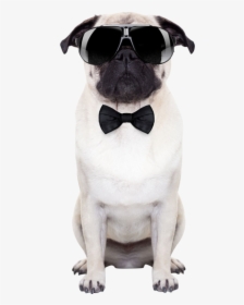 Puggle Sunglasses Stock Photography Puppy - Dog With Sunglasses Transparent, HD Png Download, Transparent PNG