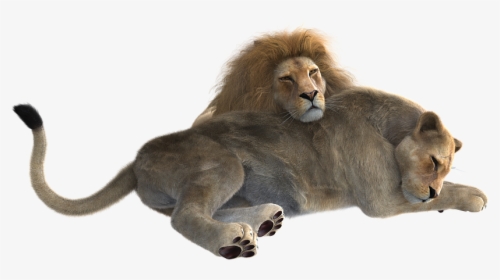Lion, Pair, Predator, Cat, Big Cat, Wildcat, Together - Lion Male And Female Png, Transparent Png, Transparent PNG