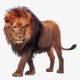 Walking Lion Png Image - Max Verstappen Unleash The Lion, Transparent Png, Transparent PNG