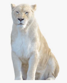 Transparent Lion Cub Png - White Lion Transparent Background, Png Download, Transparent PNG
