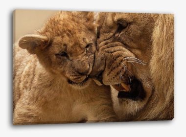 Transparent Lion Cub Png, Png Download, Transparent PNG
