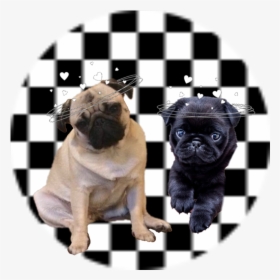 Pugs❤️ - Turkish Coffee Cup Black And White, HD Png Download, Transparent PNG