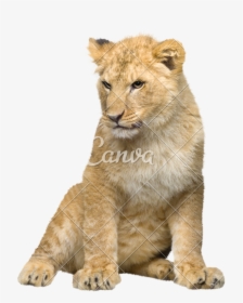 Transparent Lion Cub Clipart - Lion Cub Transparent Background, HD Png Download, Transparent PNG