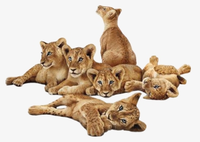 #lions #lion #lioncub #lioncubs #animals - Transparent Lion Cub Png, Png Download, Transparent PNG