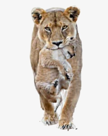 #lion #lioness #cub - Male Female Lion Lions, HD Png Download, Transparent PNG