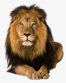 Lion Png - Lion On Transparent Background, Png Download, Transparent PNG