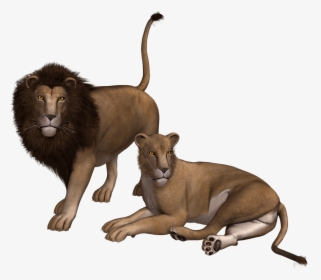 Lion Couple Clipart - Transparent Lion And Lioness Png, Png Download, Transparent PNG