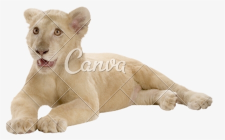 Lion Cub Png, Transparent Png, Transparent PNG
