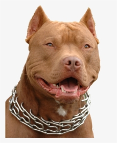 Transparent Pitbull Puppy Png - Pitbull Gif, Png Download, Transparent PNG