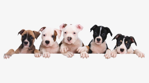 Petland Naperville Puppy Package Value - Puppies Png, Transparent Png, Transparent PNG