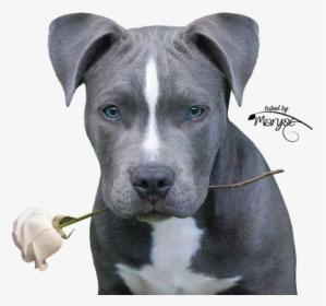 Pitbulls, Pit Bulls, Pitbull, Pitbull Terrier, Pit - Blue Nose Pitbull Cute, HD Png Download, Transparent PNG