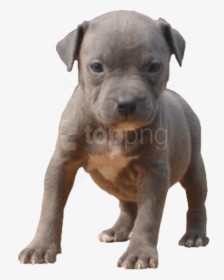 Pitbull Dog Png - Pitbull Puppy Transparent Background, Png Download, Transparent PNG