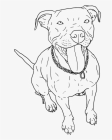 12 Pics Of Pitbull Coloring Pages Free - Pit Bull Line Drawing, HD Png Download, Transparent PNG