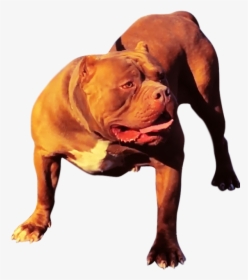 Xxl Pitbull Kennels - Dog Yawns, HD Png Download, Transparent PNG