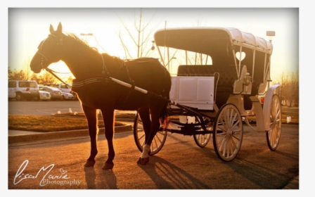 Horse Drawn Carriages - Horse And Buggy, HD Png Download, Transparent PNG