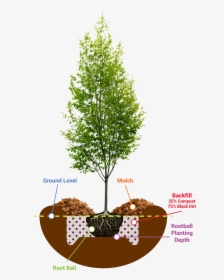 Planting Guide - Young Tree, HD Png Download, Transparent PNG