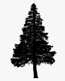 Pine Tree Silhouette Png, Transparent Png, Transparent PNG