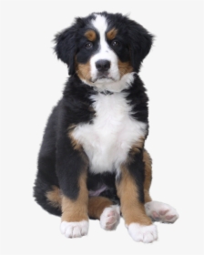 Dog Png - Dogs With Transparent Background, Png Download, Transparent PNG