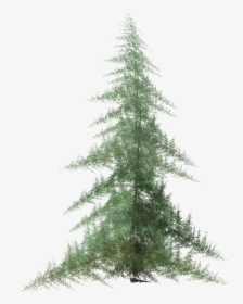 Transparent Pine Tree Top View Png - Watercolor Pine Tree Png, Png Download, Transparent PNG
