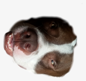 #puppy #dear #dog #mylove #pitbull #sticker - Companion Dog, HD Png Download, Transparent PNG